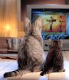 Cartoon: Jesusi Television (small) by Vanessa tagged kirche,jesus,glaube,religion