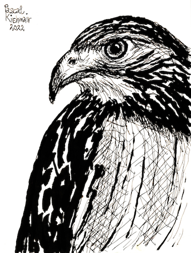 Adler Adler