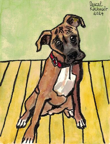 Boxer Boxer