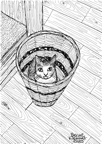 Cat in basket Cat in basket