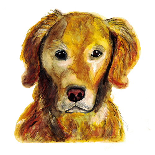 Golden Retriever Golden Retriever