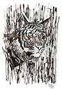 Cartoon: Tiger (small) by Pascal Kirchmair tagged predator,raubkatze,predateur,felin,felino,fauve,predador,predatore,tiger,tigre,big,cat,cats,katzen,gatos,gatti,chats,illustration,grey,black,grau,schwarz,ink,drawing,zeichnung,pascal,kirchmair,cartoon,caricature,karikatur,ilustracion,dibujo,desenho,ilustracao,illustrazione,illustratie,dessin,de,presse,tekening,teckning,cartum,vineta,comica,vignetta,caricatura,tusche,tuschezeichnung,portrait,retrato,porträt,ritratto,art,arte,kunst