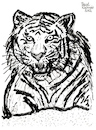 Cartoon: Tiger (small) by Pascal Kirchmair tagged predator,raubkatze,predateur,felin,felino,fauve,predador,predatore,tiger,tigre,big,cat,cats,katzen,gatos,gatti,chats,illustration,ink,drawing,zeichnung,pascal,kirchmair,cartoon,caricature,karikatur,ilustracion,dibujo,desenho,ilustracao,illustrazione,illustratie,dessin,de,presse,tekening,teckning,cartum,vineta,comica,vignetta,caricatura,tusche,tuschezeichnung,portrait,retrato,porträt,ritratto,art,arte,kunst,artwork