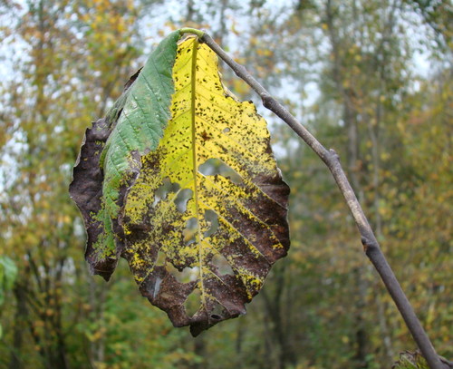 Cartoon: Autumn mask (medium) by Kestutis tagged autumn,mask,photo,kestutis,lithuania,dada