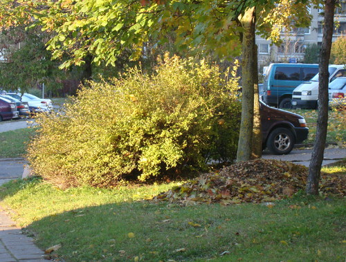 Cartoon: CITY HEDGEHOG (medium) by Kestutis tagged herbst,lithuania,autumn,vilnius,kestutis,igel,stadt,hedgehog,city,nature,animal