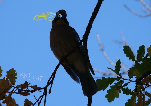 Cartoon: Eichelhäher. Jay (medium) by Kestutis tagged observagraphics,bird,vogel,kestutis,lithuania,nature