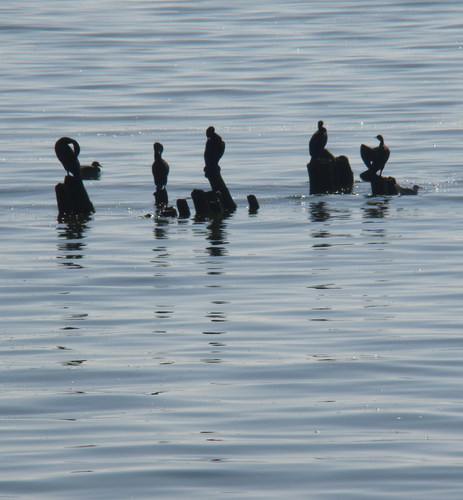 Cartoon: Fisherman among birds - middle (medium) by Kestutis tagged dada,comic,kestutis,lithuania,fisherman,bird