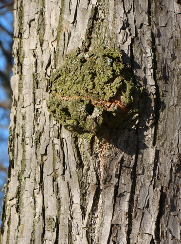 Cartoon: Green smile (medium) by Kestutis tagged tree,park,forest,garden,green,kestutis,nature,lithuania,greeting,photo