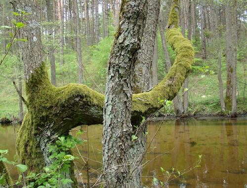 Cartoon: Green surrealism (medium) by Kestutis tagged green,surrealism,nature,kestutis,lithuania,photo