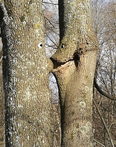 Cartoon: Kiss (medium) by Kestutis tagged kiss,nature,spring,frühling,kestutis,lithuania