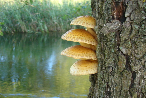 Cartoon: Mushroom ideas. Romanticism (medium) by Kestutis tagged mushroom,ideas,romanticism,lithuania,kestutis,pilz,ideen,romantik,wald,natur,herbst,forest,nature,autumn