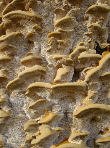 Cartoon: Observation. Growing abstracts (medium) by Kestutis tagged abstract,observation,tree,mushroom,nature,kestutis,lithuania