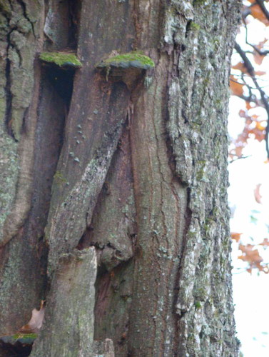 Cartoon: Secret oak face (medium) by Kestutis tagged secret,oak,face,photo,kestutis,siaulytis,lithuania,adventure,nature