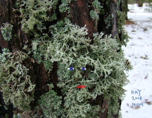 Cartoon: Self-portrait between the lichen (medium) by Kestutis tagged self,portrait,kestutis,lithuania,observagraphics