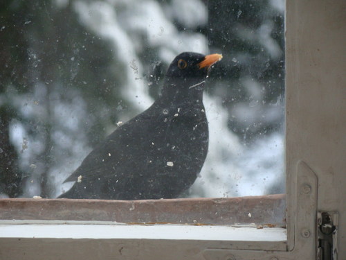 Cartoon: Blackbird - Association (medium) by Kestutis tagged black,bird,association,nature,winter,photo,kestutis,lithuania