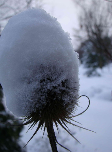 Cartoon: DADA photography. Winter (medium) by Kestutis tagged photo,dada,photography,nature,kestutis,lithuania,winter,snow,mystery