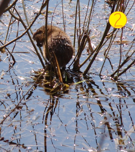 Cartoon: HUNGRY SPRING. DADA Flick (medium) by Kestutis tagged spring,hungry,dada,flick,photo,kestutis,lithuania,nature