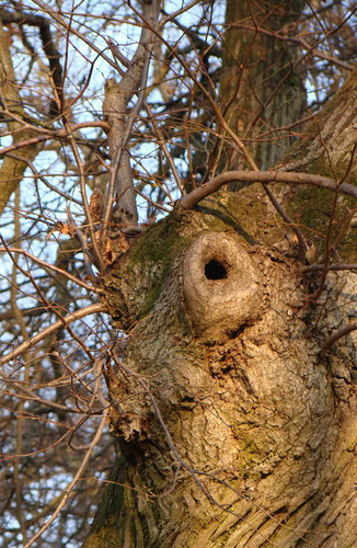 Cartoon: Nature surrealistic smile (medium) by Kestutis tagged nature,surrealism,smile,photo,kestutis,lithuania