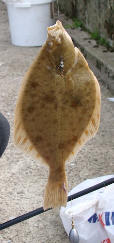 Cartoon: The second flounder side (medium) by Kestutis tagged dada,photo,kestutis,lithuania,sea,fish