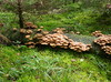 Cartoon: EDIBLE...POISONOUS...EDIBLE... (small) by Kestutis tagged edible chef pirate nature strip somic poisonous mushrooms pilze wald forest kestutis siaulytis lithuania photo adventure