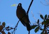Cartoon: Eichelhäher. Jay (small) by Kestutis tagged observagraphics,bird,vogel,kestutis,lithuania,nature