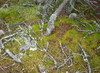 Cartoon: Forest calligraphy (small) by Kestutis tagged forest,calligraphy,illumination