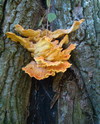 Cartoon: Forest Faces (small) by Kestutis tagged nature,kestutis,lithuania,photo,forest,face,wald,portrait