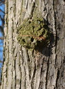 Cartoon: Green smile (small) by Kestutis tagged tree,park,forest,garden,green,kestutis,nature,lithuania,greeting,photo