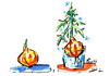 Cartoon: HAPPY NEW YEAR! (small) by Kestutis tagged happy,new,year,fir,tanne,zwiebel,onion