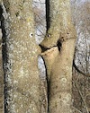 Cartoon: Kiss (small) by Kestutis tagged kiss,nature,spring,frühling,kestutis,lithuania