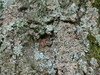 Cartoon: Predator. Lichen painting (small) by Kestutis tagged dada,predator,photo,kestutis,lithuania,nature,painting,kunst