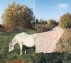 Cartoon: PUZZLE (small) by Kestutis tagged nature,way,horse,kestutis,lithuania,summer