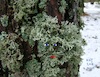 Cartoon: Self-portrait between the lichen (small) by Kestutis tagged self,portrait,kestutis,lithuania,observagraphics