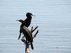 Cartoon: Two anglers (small) by Kestutis tagged angler,bird,kestutis,lithuania,observagraphics,vogel