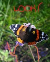 Cartoon: Watch nature! (small) by Kestutis tagged nature,observagraphics,kestutis,lithuania