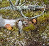 Cartoon: Wood gobblin portrait (small) by Kestutis tagged kestutis,lithuania,wood,gobblin,nature,portrait