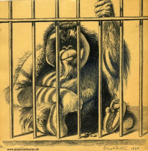 Cartoon: Orangutan (medium) by deleuran tagged animals,zoo,monkeys,primates,orangutans,