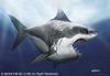 Cartoon: White Shark (small) by manohead tagged caricatura caricature manohead