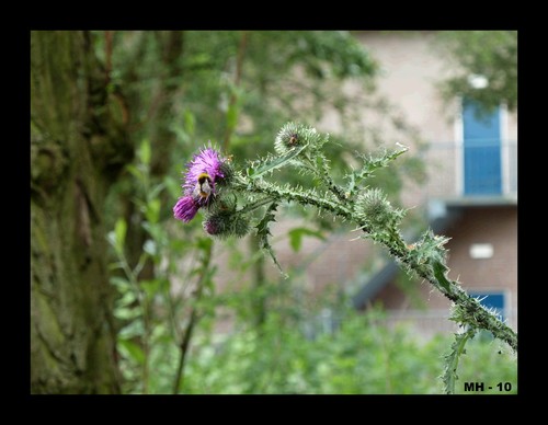 Cartoon: MH - BumbleBee (medium) by MoArt Rotterdam tagged bumblebee,flowers,hungry