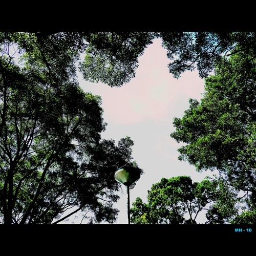 Cartoon: MH - Looking Up (medium) by MoArt Rotterdam tagged looking,up,lookingup,omhoogkijken,trees,air,bomen,lucht