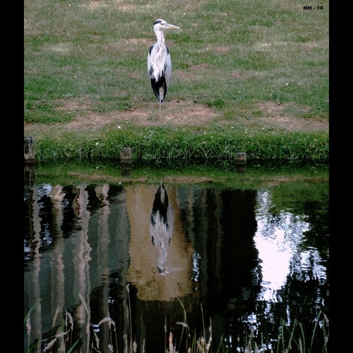 Cartoon: MH - One Leg Balance (medium) by MoArt Rotterdam tagged stillife,heron,greyheron,reiger,blauwereiger,onelegbalance,eenbeenbalans,waterfront,waterkant,reflection,weerspiegeling,spiegelbeeld,vogel,bird,trots,proud