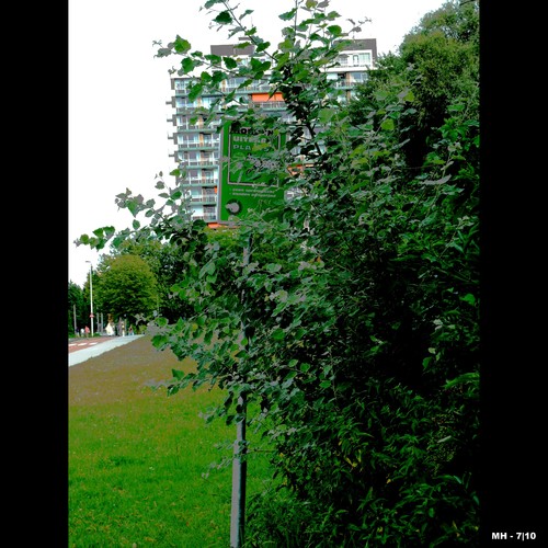 Cartoon: MH - The Dog Poop Place! (medium) by MoArt Rotterdam tagged dog,dogdoo,dogshit,dogpoop,dogpoopplace,hond,hondenpoep,hondenuitlaatplaats,rotterdam