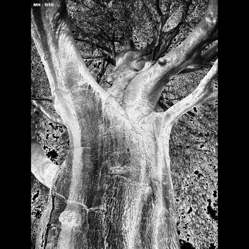 Cartoon: MH - The Furious Tree Giant 2 (medium) by MoArt Rotterdam tagged rotterdam,tree,boom,furious,kwaad,treegiant,reuzenboom,zwartwit,blackandwhite,fantasy