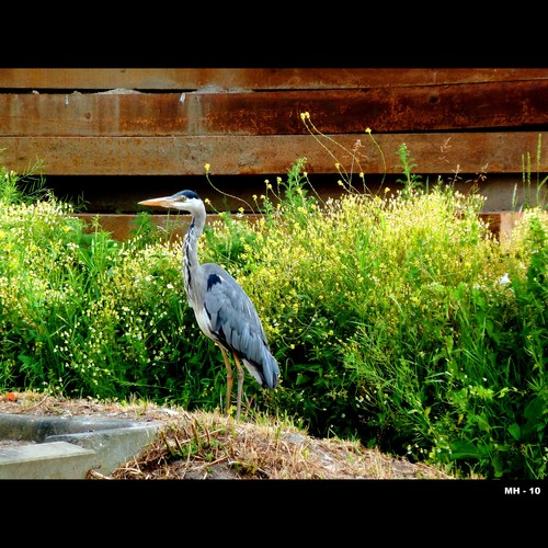 Cartoon: MH - The Grey Heron (medium) by MoArt Rotterdam tagged reiger,heroen,greyheron,bird