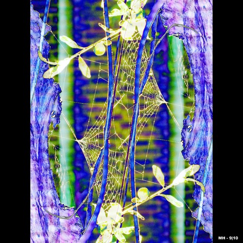 Cartoon: MH - The Mesmerizing Cobweb - co (medium) by MoArt Rotterdam tagged rotterdam,spiderweb,cobweb,spinneweb,betoverend,mesmerizing
