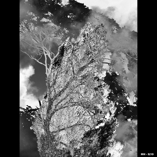 Cartoon: MH - The Raging Trees (medium) by MoArt Rotterdam tagged rotterdam,tree,boom,rage,raging,boos,kwaad,zwartwit,blackandwhite,fotomix,photoblend