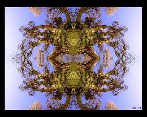 Cartoon: MH - Tree Frog (medium) by MoArt Rotterdam tagged photoshop,tree,treefrog,frog