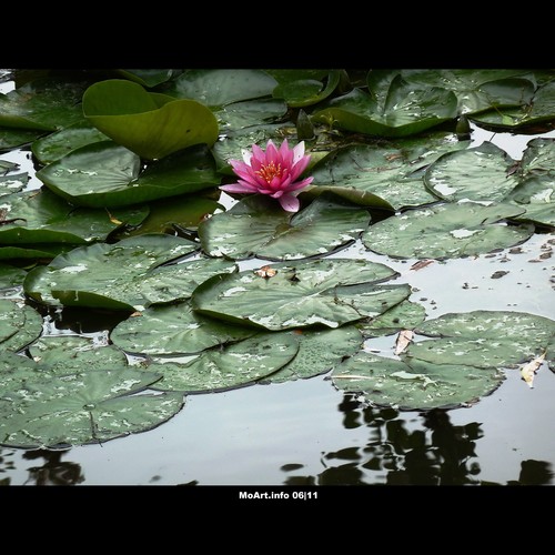 Cartoon: MoArt - Just After the Rain (medium) by MoArt Rotterdam tagged rotterdam,moart,moartcards,rain,regen,flower,bloem,water,waterlelie