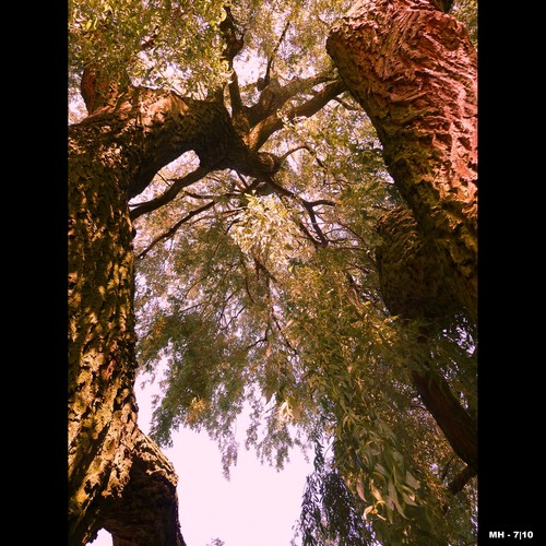 Cartoon: MH - Looking Up IV (medium) by MoArt Rotterdam tagged tree,boom,lookingup,omhoogkijken,doorkijkje,crazycolors,colorfest