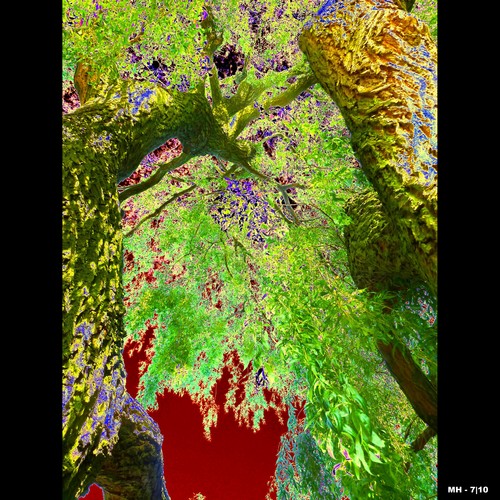 Cartoon: MH - Looking Up IV (medium) by MoArt Rotterdam tagged tree,boom,lookingup,omhoogkijken,doorkijkje,crazycolors,colorfest